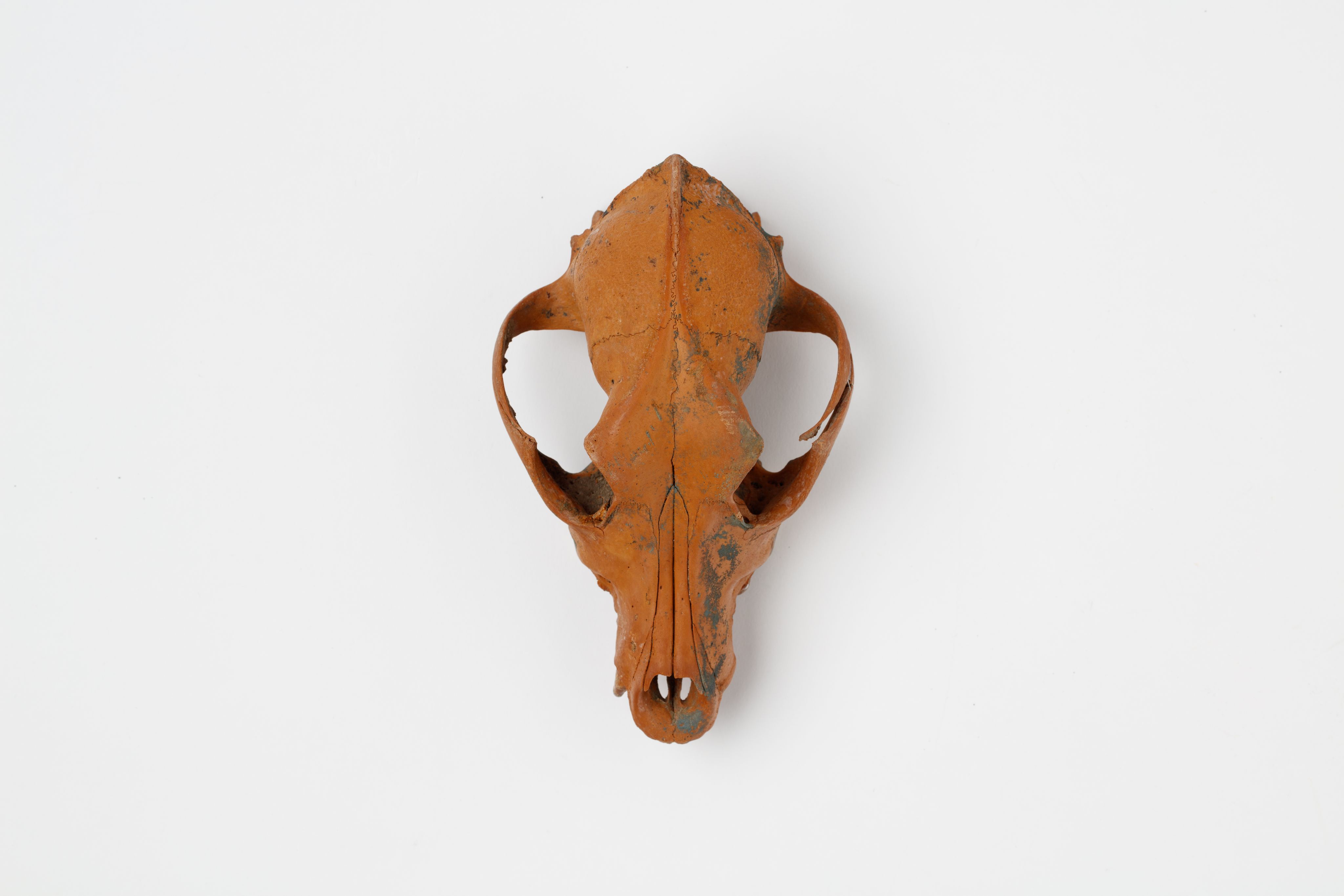 The image shows a brown skull on a white background.