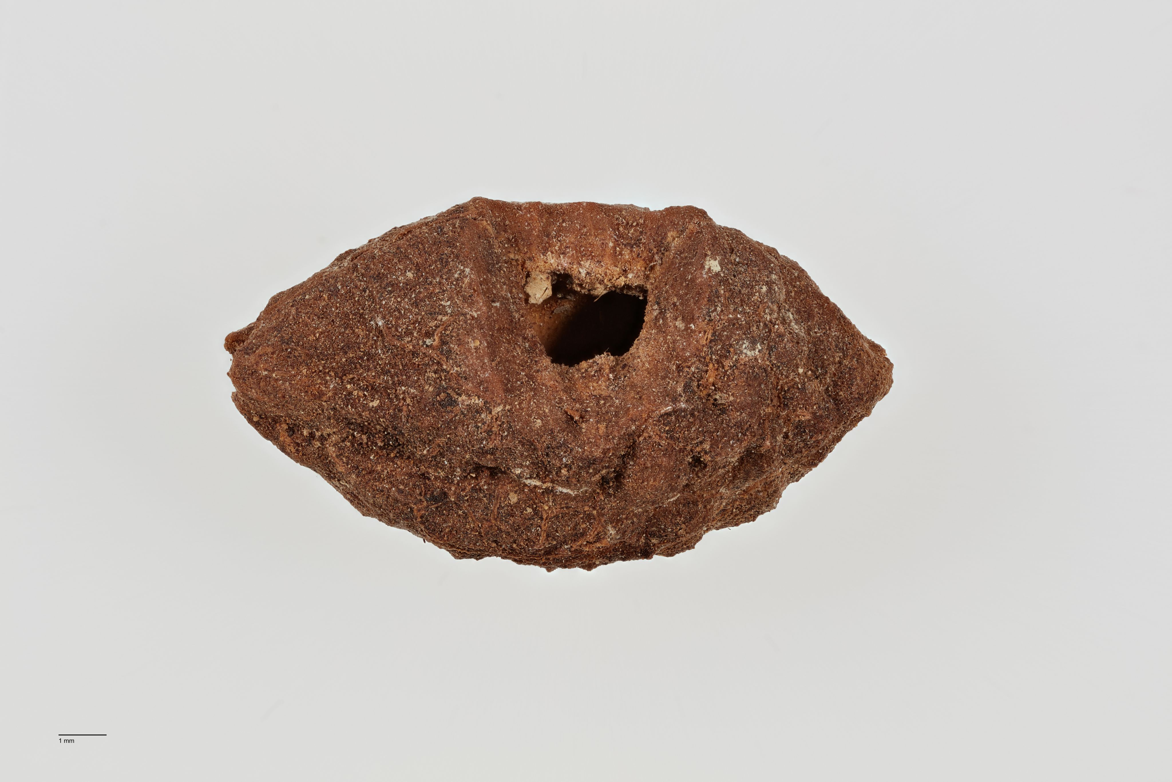 The image shows seeds from a hinau berry excavated from an archaeological dig. The seeds are convex in shape, rounded with points on each end. They are brown in colour, have a hole in the middle and have a rough texture with irregular cracks and crevices throughout their surface.