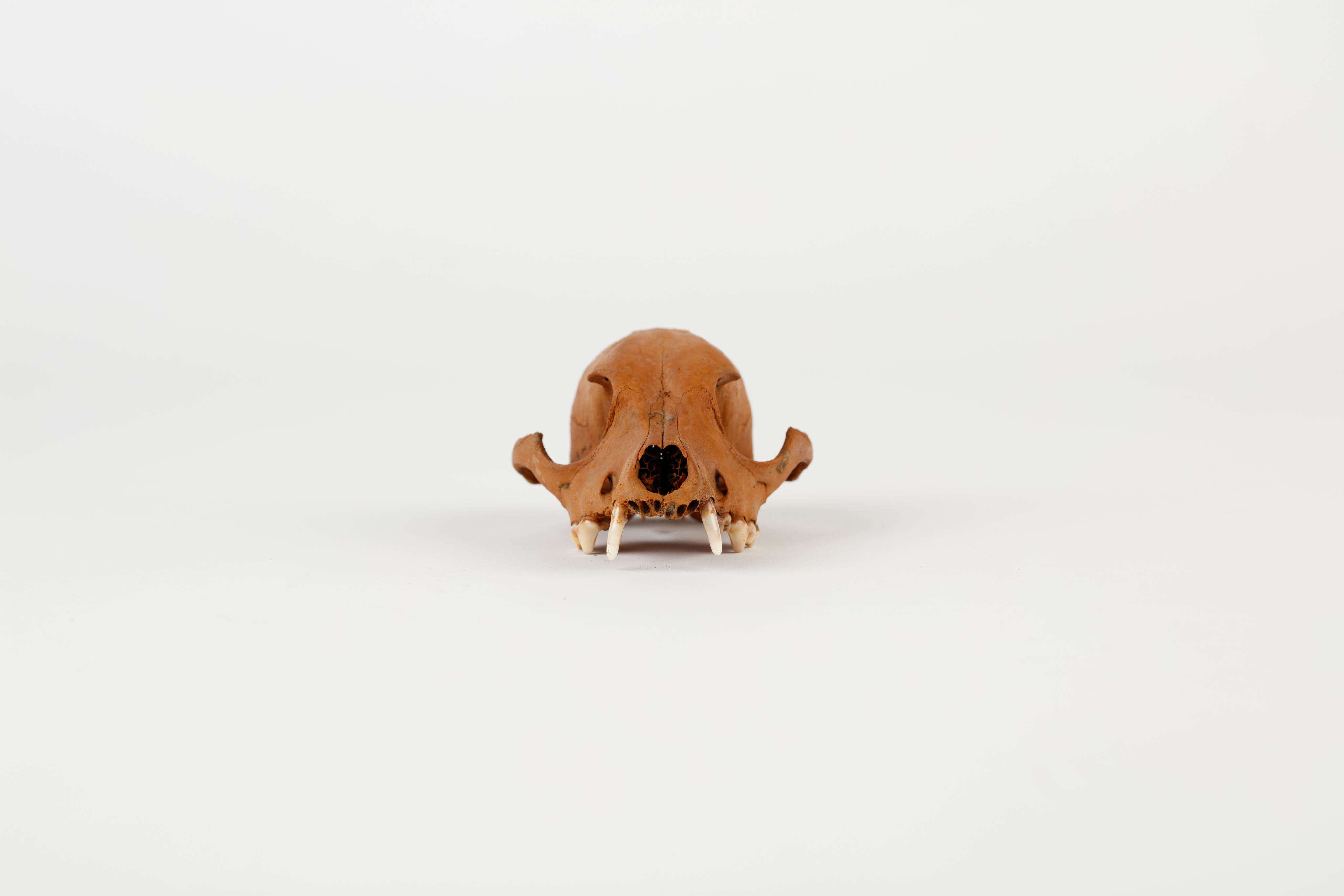 The image shows a brown skull on a white background.