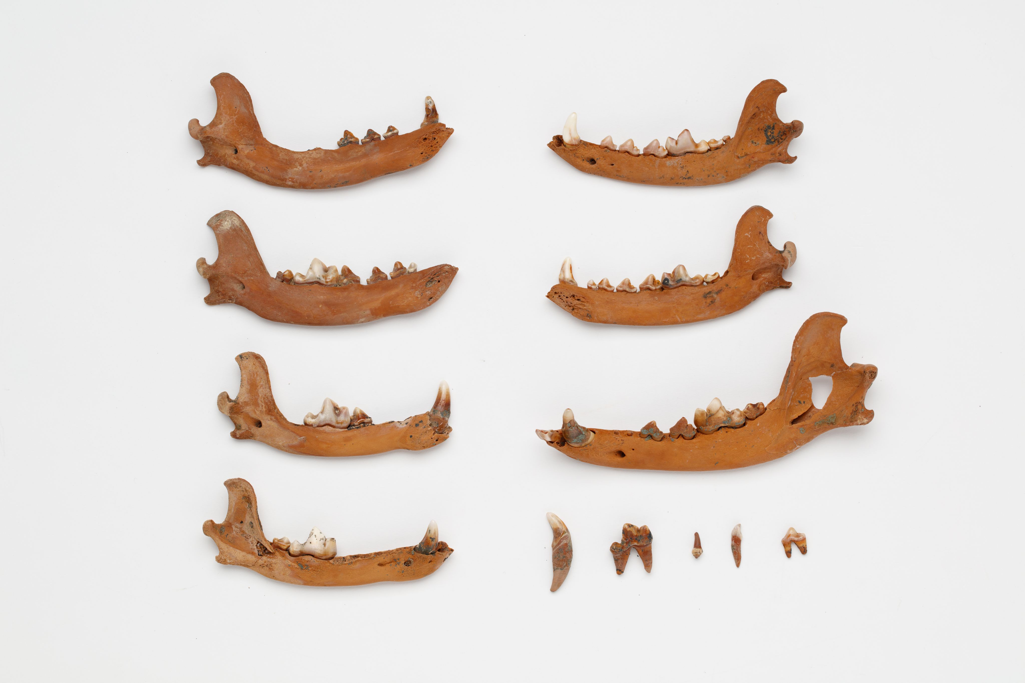 The image shows brown skull fragments on a white background.