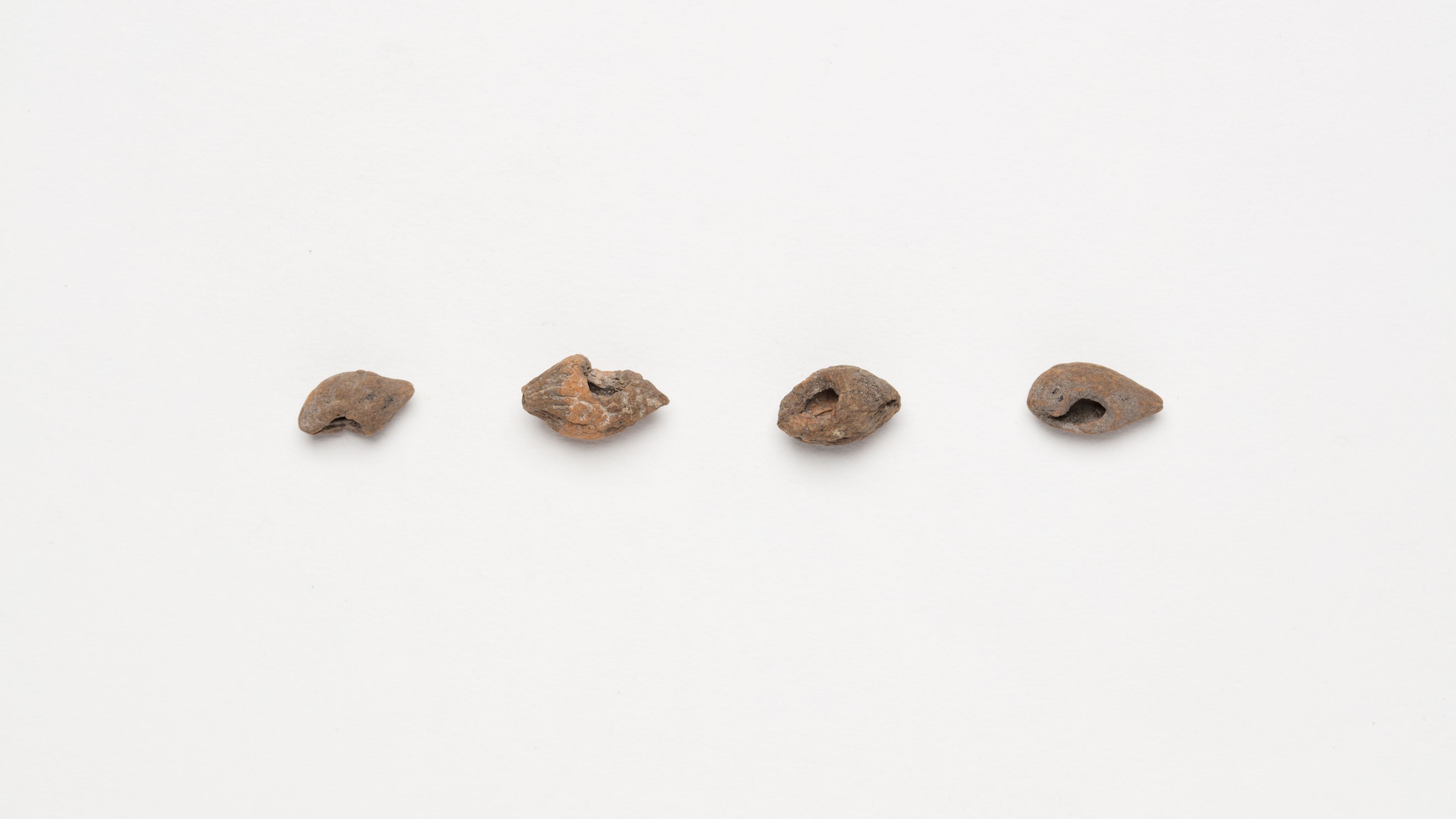 A row of four berry kernals from an archaeological dig