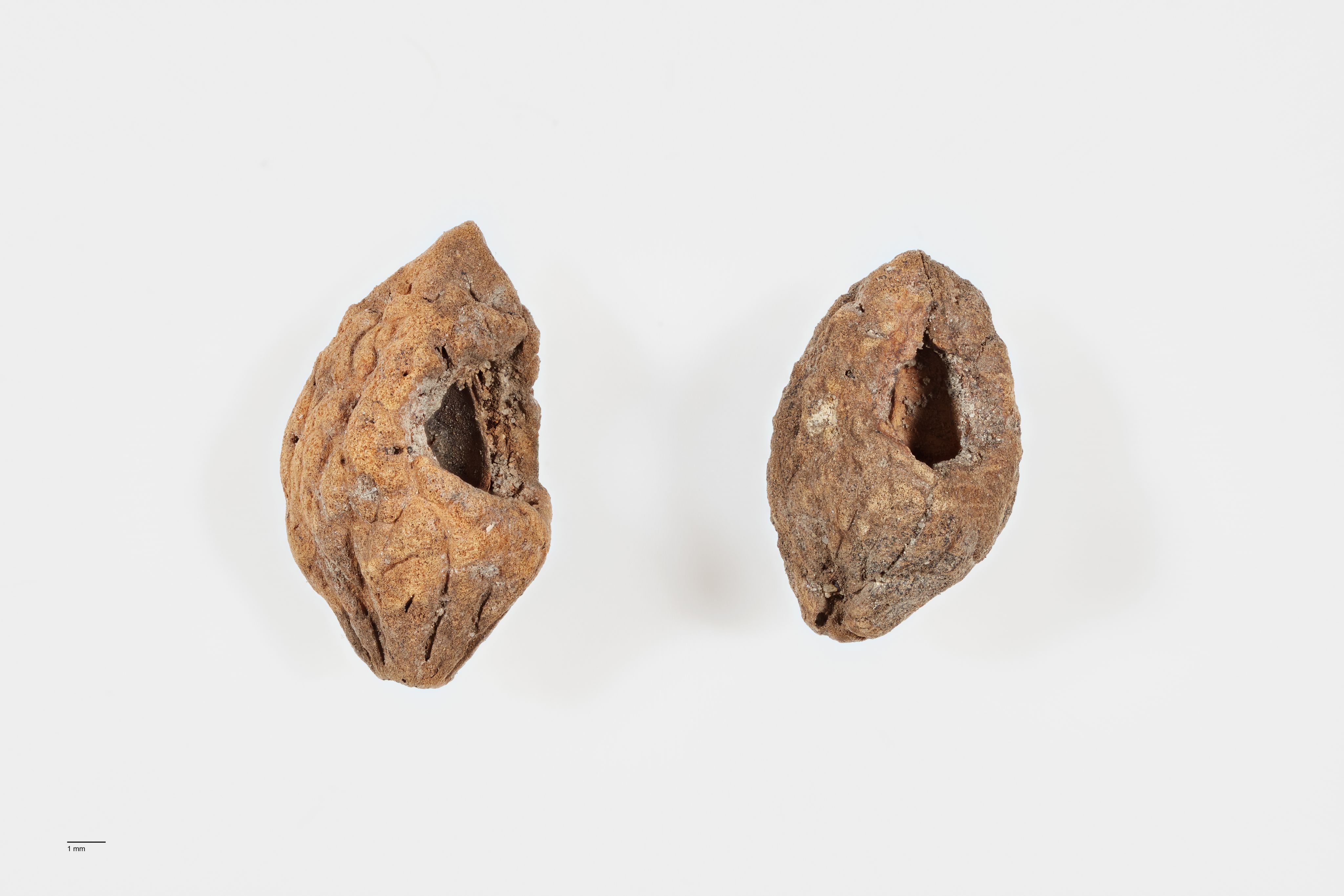 The image shows seeds from a hinau berry excavated from an archaeological dig. The seeds are convex in shape, rounded with points on each end. They are brown in colour, have a hole in the middle and have a rough texture with irregular cracks and crevices throughout their surface.