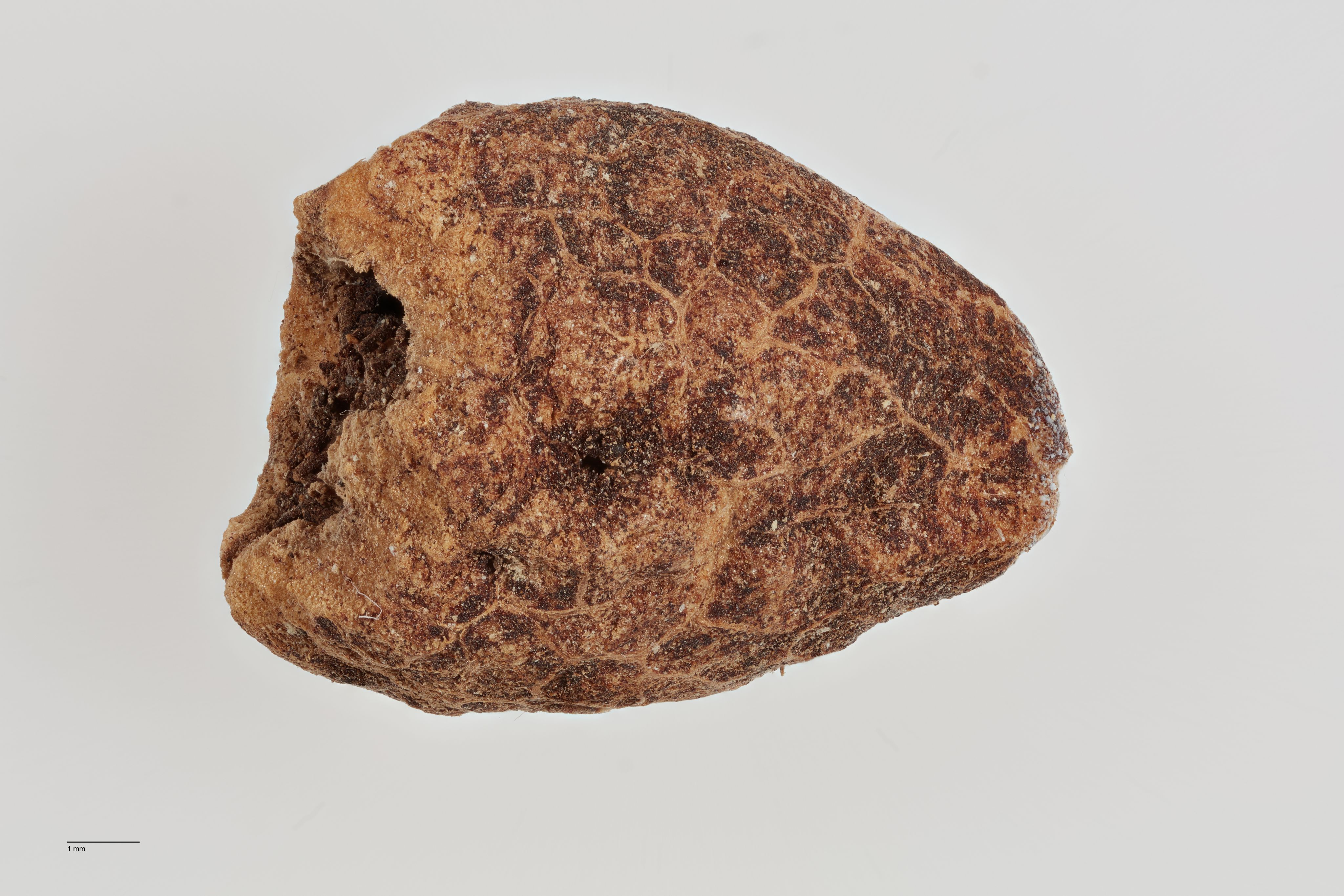 The image shows seeds from a hinau berry excavated from an archaeological dig. The seeds are convex in shape, rounded with points on each end. They are brown in colour, have a hole in the middle and have a rough texture with irregular cracks and crevices throughout their surface.